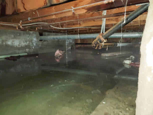 Best Water damage mitigation services  in Bratenahl, OH